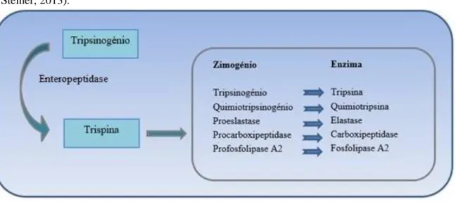 Figura 4 . Cascata de ativação de proteases e fosfolípases pancreáticas (Adaptado de Heilmann &amp; 