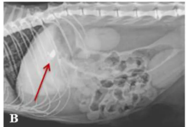 Figura 5. (A) Radiografia VD e (B) Radiografia LL evidenciando o aumento da radiopacidade no  abdómen craniomedial, na zona do pâncreas