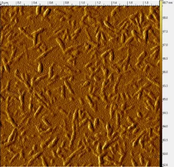 Figure 3.4 shows the thermogravimetric and DSC curves (along with respective TGA curves) of two  samples:  the  microcrystalline  cellulose  (MCC)  Avicel   and  the  CNC  produced  by  acid  hydrolysis  of  MCC and CNC