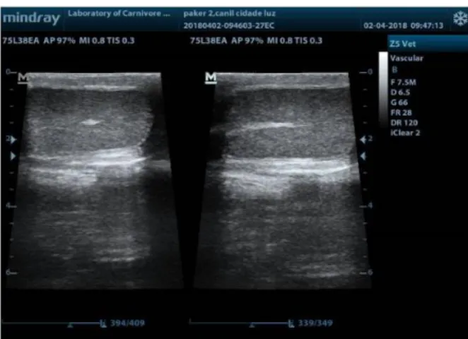 Figure 1. B-mode ultrasonography of dog testis. (Left side) In  the transverse plane, the mediastinum appears as an  echogenic  spot