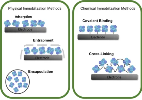 Figure 1.5 Schematization of the diferent types of proteins’ immobilization 