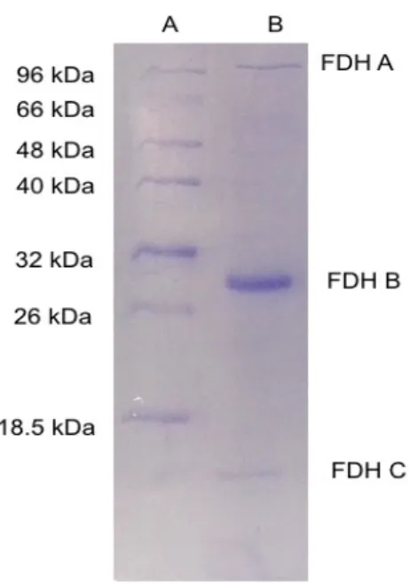 Table 4-1 summarises the results obtained during the D. desulfuricans FDH purification  process
