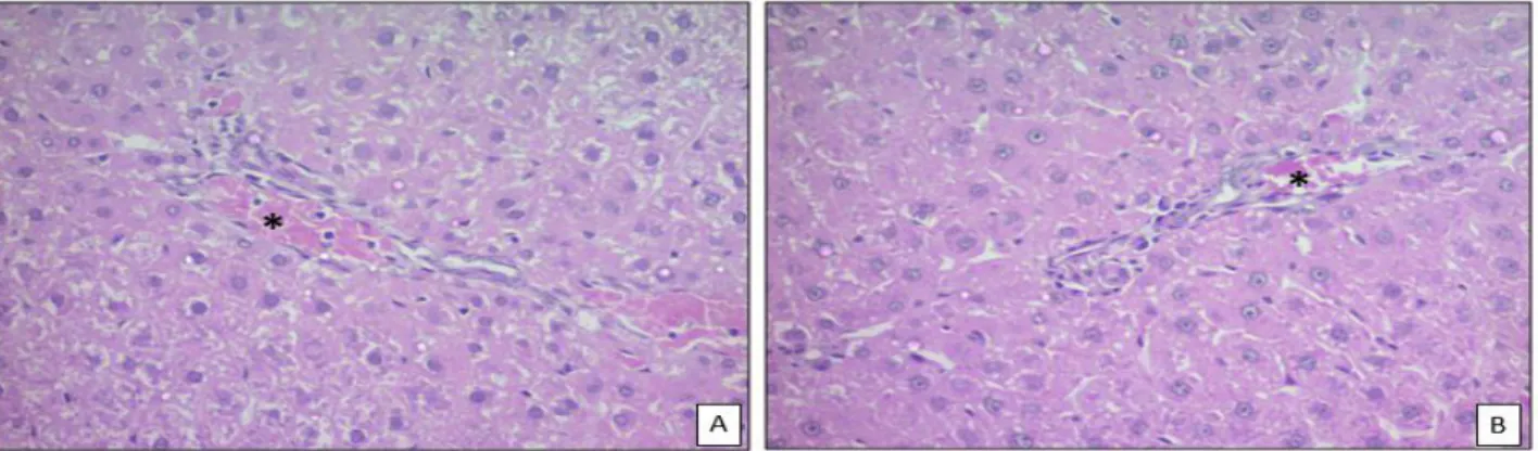 Figura 5. A e B. Fotomicrografias de fígado, apresentando hepatócitos morfologicamente normais próximos a vênula (asteriscos) de  uma tríade portal