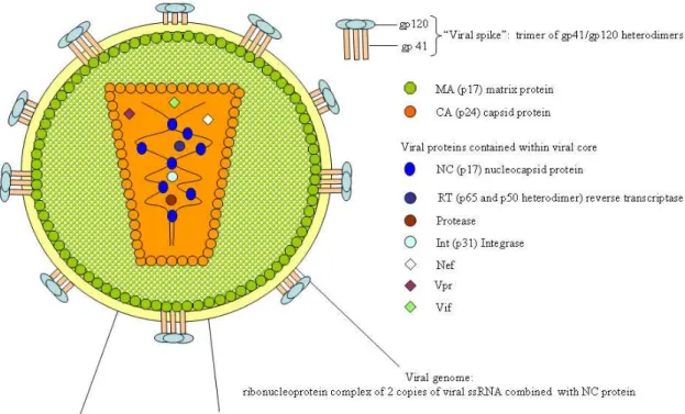 Figure 2: the mature HIV-1 virion 