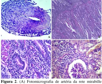 Figura  1.  Febre  Catarral  Maligna  (FCM)  em  bovinos  no  Agreste de Pernambuco. (A) Bovino apresentando  úlceras cutâneas na face, (B) na mucosa sublingual  e (C) nódulos e úlceras cutâneas da região inguinal,  (D)  mucosa  do  intestino  delgado  de 