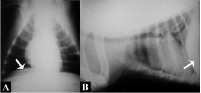 Figure  1.  Female  dog,  Brazilian  Fila  breed,  eight  years  old. 