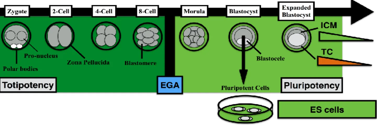 Figure 1. Developmental potential of early embryos and embryonic stem cells. Totipotency is limited to early cleavage-stage embryos  before embryonic genome activation (EGA) (dark green)