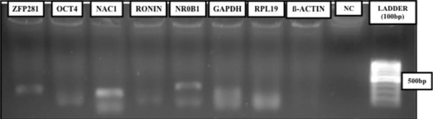 Figure 1. Detection of pluripotency-associated transcrition factor in goat cleavage-stage embryos by reverse transcriptase-polymerase  chain reaction (RT-PCR)