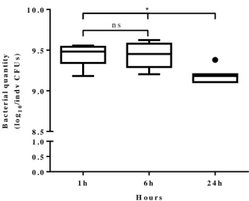 Figure 3.3. Quantity of bacteria in the filter paper discs through 24 hours. Bacterial quantities in individual filter paper  discs (n=7 per time point) after dipping them in bacteria solution