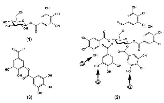 Figure  3.  Characteristics  of  gallotannins  (1) β-Glucogallin  (1-O-galloyl-β-d-glucose),  the  principal  galloyl  donor; 