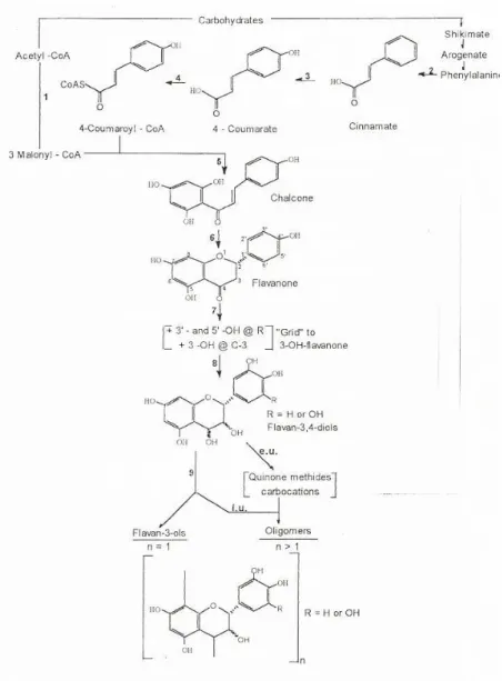Figure  11.  Biosynthesis  of  condensed  tannins  (according  to  Stafford,  1990).  (1)  Acetyl-Coa  carboxylase;  (2)  Phenylalanine ammonia-lyase; (3) Cinnamate 4-hydroxylase; (4) Coumarate: CoA ligase; (5) Chalcone synthase; 