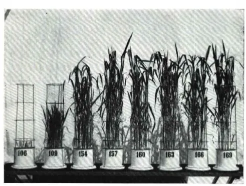 Fig. 3 — Efeito da calagem e do superjosfato granulado, aplicado na camada  superficial do solo, na cultura do trigo