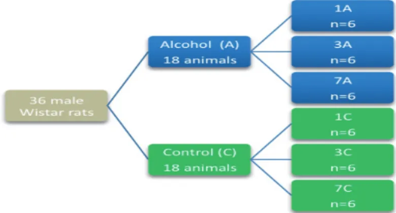 FIGURE 1 - Allocation of the animals into groups (Alcohol and Control)  and subgroups according to the timing of euthanasia.