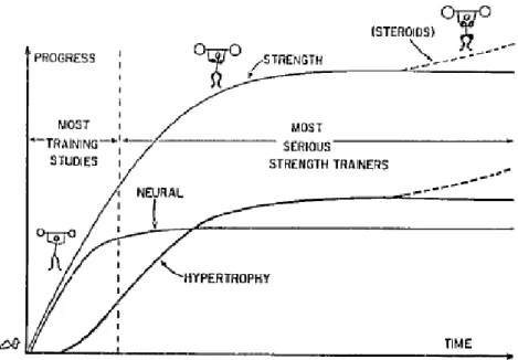 Figure 3 - The relative roles of neural and muscular adaptation to strength training. In the early phase of  training neural adaptation predominates