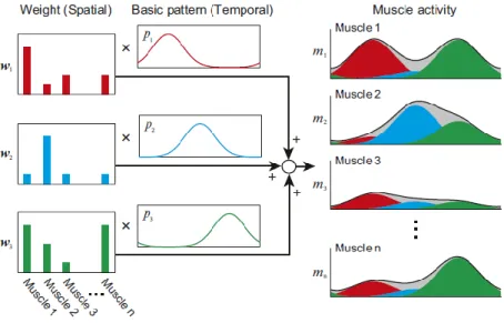 Figure  5  -  Low  dimensional  spatiotemporal  structure  of  muscle  synergies  basic  activation  patterns  (temporal structure) with distribution weights (spatial structure) (reprinted from Aoi &amp; Funato, 2016)