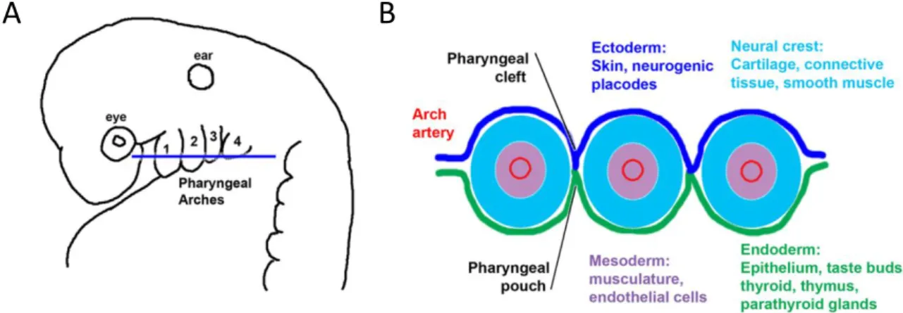 Figure  1|  Schematic  representation  of  the  pharyngeal  apparatus.  (A)  Lateral  view  of  an  amniote  embryo, with pharyngeal arches identified from 1-4 in an anterior to posterior manner