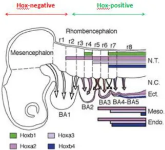 Figure  4  |  Schematic  representation  of  Hox  genes  expression  in  E3  chick  and  E2.5  quail  embryos