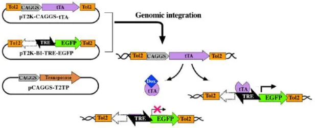 Figure  5  |  The  “Tol2-mediated  gene  transfer”  and  “tetracycline-dependent  conditional  expression” 