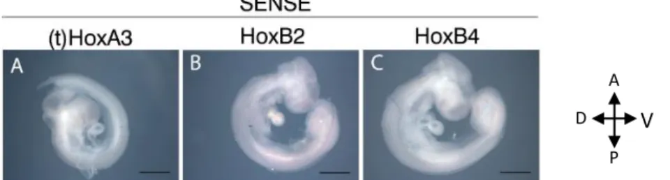 Figure 9 | Whole-mount in situ hybridization of E3 chicken embryos with  HoxA3, HoxB2, HoxB4 sense  riboprobes,  synthesized  from  the  new  TOPO-HoxA3,  TOPO-HoxB2  and  TOPO-HoxB4  vectors