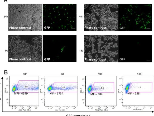Figure  11  |  Evaluation  of  genomic  integration  using  the  “Tol2-mediated  gene  transfer”  and 