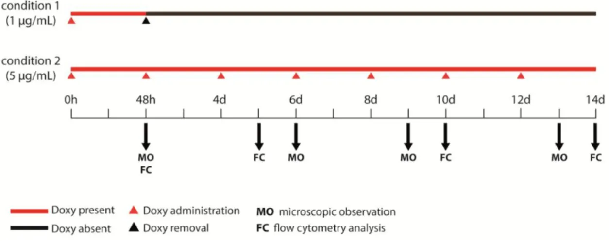 Figure  12  |  Experimental  design  for  modulation  of  the  “Tol2-mediated  gene  transfer”  and 