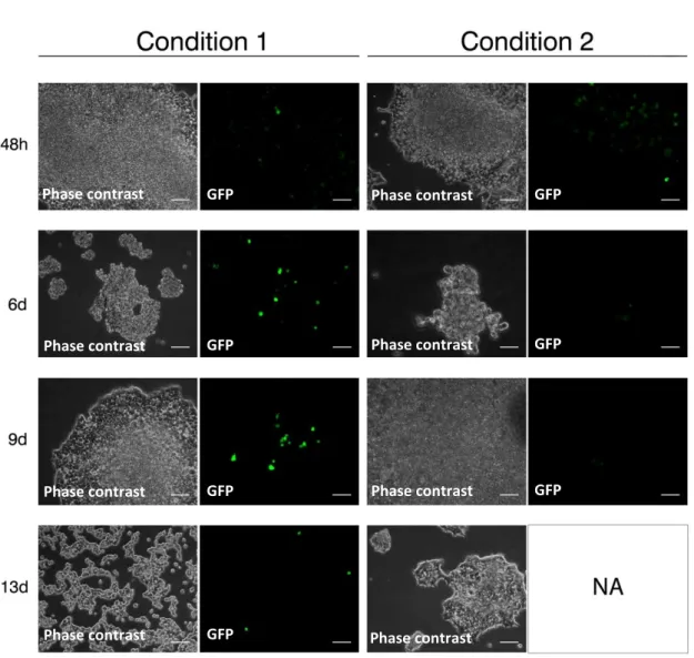 Figure 13 | Modulation of the “Tol2-mediated gene transfer” and “tetracycline-dependent conditional  expression”  combined  system  of  vectors  with  Doxycycline  –  fluorescence  microscopy  analysis