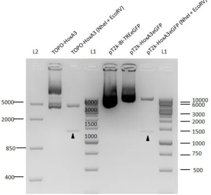 Figure 15 | Agarose gel showing the several steps involved on the generation of the pT2k-HoxA2eGFP