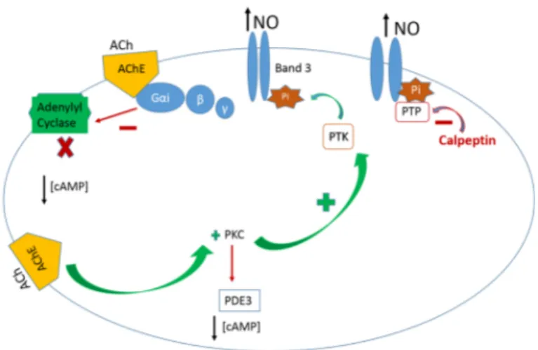 Figure 2. Schematic representation of the AChE–ACh active complex transduction pathway of the NO  efflux from human erythrocytes supported by in vitro studies, as explained in the text [17,61,64–66]
