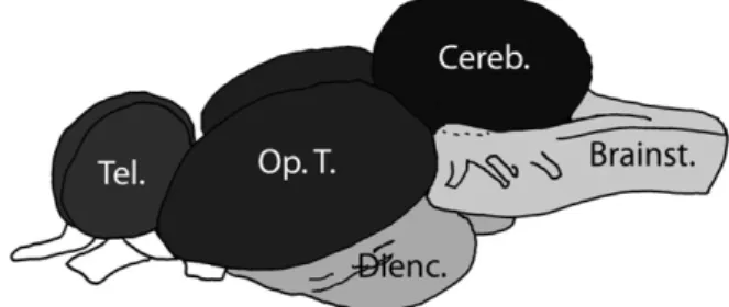 Fig. 2. Average ± SE aromatase (CYP19A2) relative mRNA expression in the brain of females and nesting, transitional and parasitic males of S