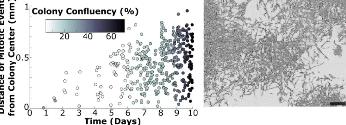 Fig 5. Most colonies contained senescent cells after four days of development, which is partially detectable by deviations in area dynamics