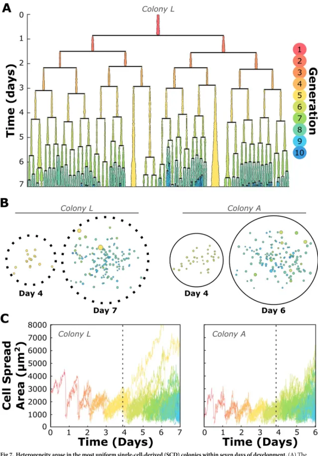 Fig 7. Heterogeneity arose in the most uniform single-cell-derived (SCD) colonies within seven days of development