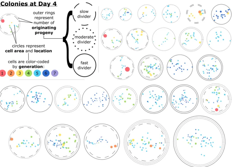 Fig 4. Cells within a colony after four days of growth varied by their size, generation, proximity to other cells, and the proliferative capacity of the progeny they belonged to