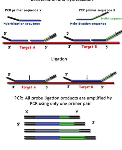 Figura  5. Etapas  da técnica de  Multiplex Ligation-Dependent  Probe Amplification (MLPA)