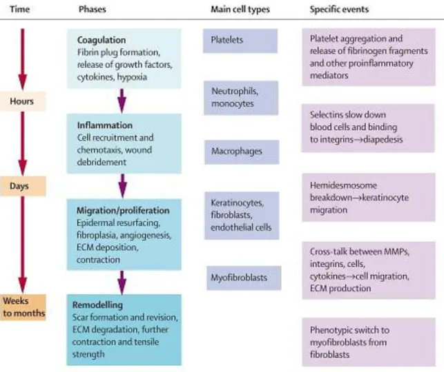 Figure 2.1- Phases of wound healing (Falanga, 2005). 
