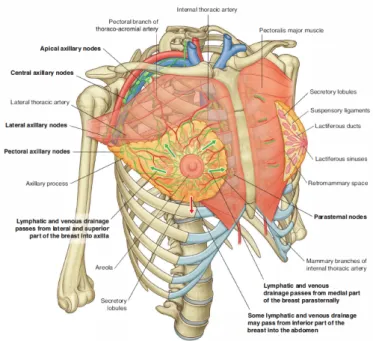 Figure 2.1: Representation of the thorax anterior view. It also scheme the breasts, the pectoralis major and the sternum