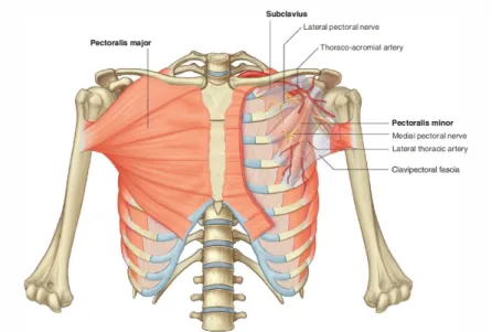 Figure 2.4: Representation of the chest muscles. Image retrieved from [1].