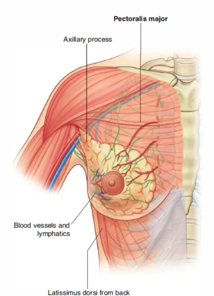 Figure 2.5: Representation of the relation of the breast with adjoining structures. Image retrieved from [1].