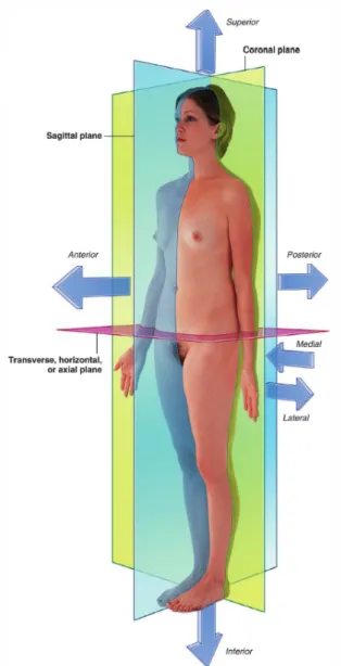 Figure 2.6: Anatomical planes and reference. Image retrieved from [1].
