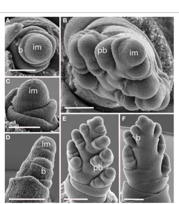 FIGURE 8 | Brachypodium distachyon (Brachypodieae). (A) Distichous primary branch formation; (B) inflorescence meristem and uppermost branch meristem converted to spikelet meristems; (C–F), successive stages of development, showing differentiation of the t