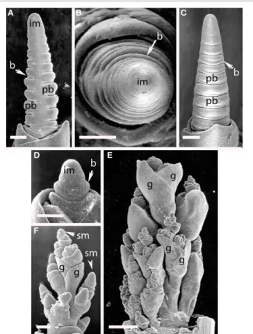 FIGURE 9 | Elymus hystrix (Triticeae). (A–E) Successive stages of distichous bract formation in the plane of the leaves; (F) initiation of primary branch meristems; (G–I), differentiation of spikelet meristems