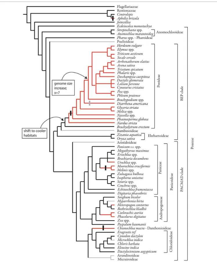 FIGURE 11 | Phylogenetic distribution of inflorescence phyllotaxis, including data from this study and from the literature