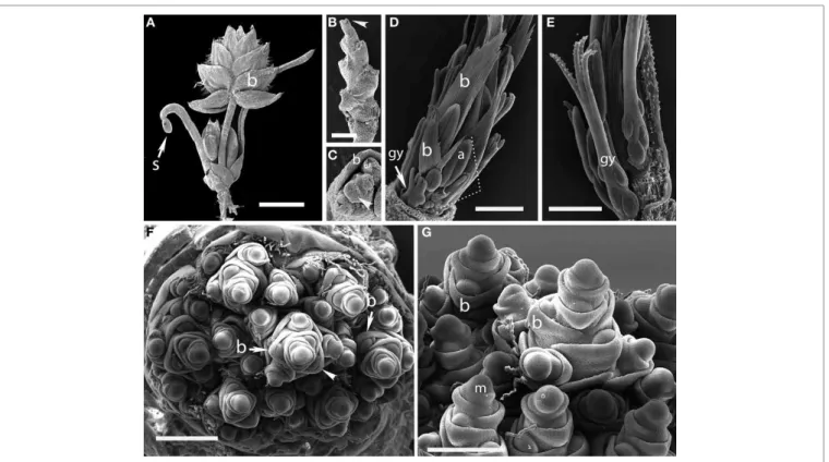 FIGURE 1 | Outgroups. (A–C) Aphelia brizula, showing distichous phyllotaxis. (A) entire plant; (B) inflorescence with bracts removed; (C) close-up of the apex of (B); arrow indicates one of four visible gynoecia
