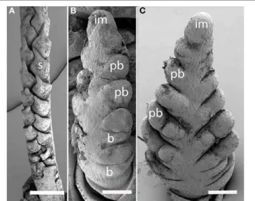FIGURE 5 | Nassella filiculmis (Stipeae). (A,B) Early development, showing two-ranked nearly distichous branching