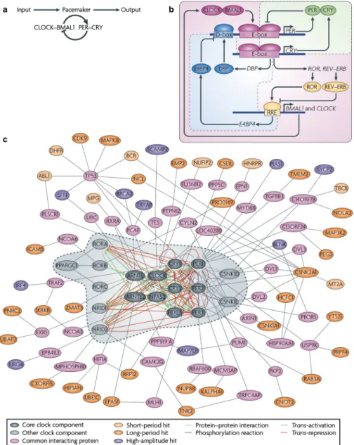 Fig. 1. A decade ago, our understanding of the pacemaker was limited to a single ‘ core ’ loop, in which the transcriptional activators circadian locomotor out- out-put cycles kaout-put (CLOCK) and brain and muscle ARNT-like 1 (BMAL1) dimerize and induce t