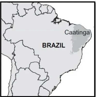 Figura 04: Localização da Caatinga no território brasileiro. 