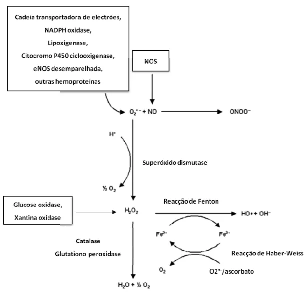 Figura I.2 – Vias metabólicas da produção e catabolismo do H 2 O 2 . O oxigénio (O 2 ) ao sofrer redução dá origem  ao  anião  superóxido  (O 2 