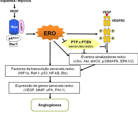 Figura I.6 – Papel das ERO na sinalização do VEGF e de vias associadas à angiogénese. Situações de isquémia  ou hipóxia estimulam a indução do VEGF, o qual por sua vez estimula as Nox dando-se a produção de ERO
