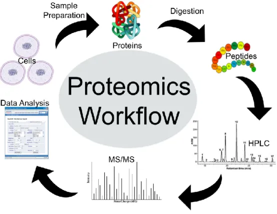 Figure 1.7: MS-based Proteomics workflow.(adapted) 15