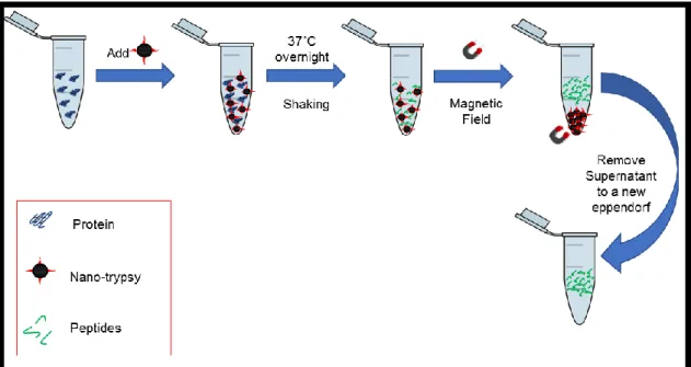 Figure 3.1: Quick walk-through for tryptic digestion using immobilized trypsin magnetic nanoparticles.