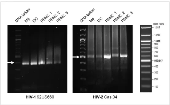 Figure 1: HIV-1 and HIV-2 integrate in the host  cell genome. PBMCs,  DC and Mϕ  were  infected  with  HIV-1  or  HIV-2  for  24  h  and  DNA  extraction  was  performed  72  h  postinfection